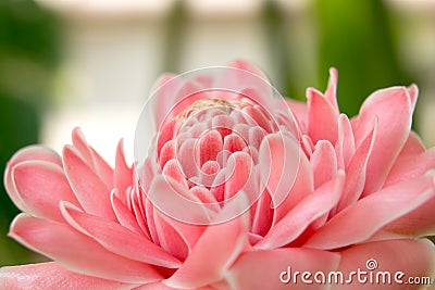 Pink flower view background 440 Stock Photo