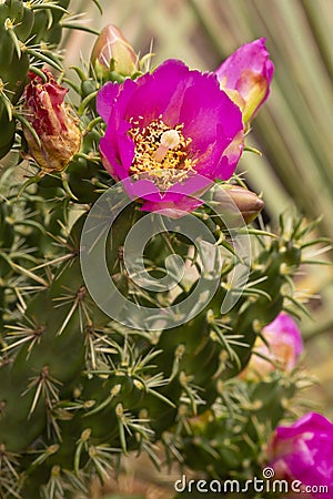 Pink flower of a walking stick cholla cactus in Connecticut Stock Photo