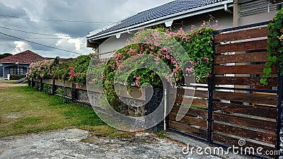 Pink flower from the wall of neighbor Stock Photo