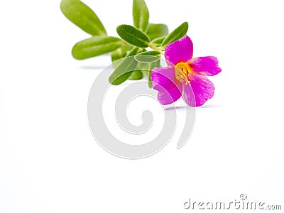 Pink flower on white background Stock Photo