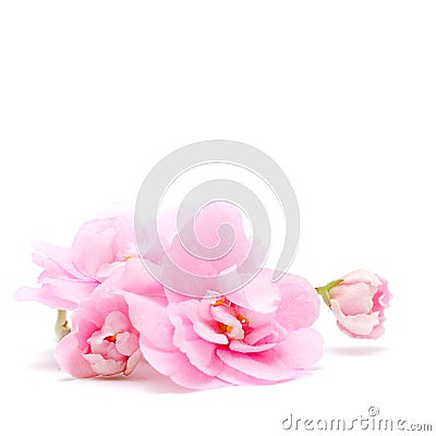 Pink Flower on white - floral background Stock Photo