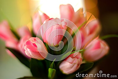 Pink flower for woman cosy home beautiful summer spring soft light Stock Photo