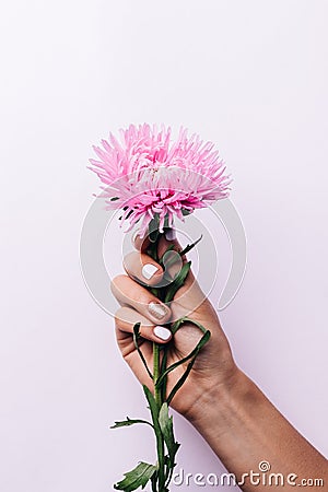 Pink flower in a women hand on a light background Stock Photo