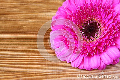 Pink flower on the wooden table. macro photo vintage filtered image Stock Photo