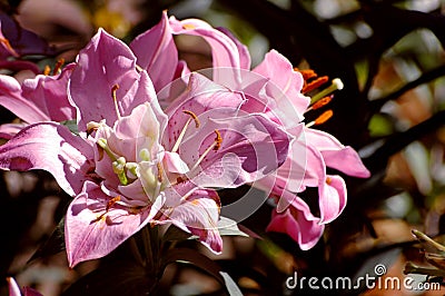 A pink flower with a yellow center flower Stock Photo