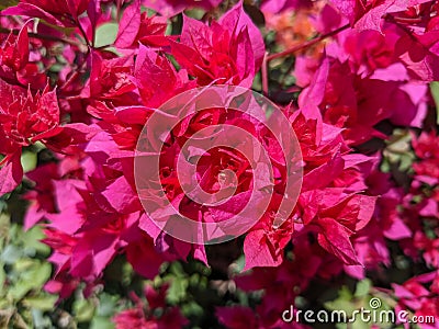 Pink flowerBougainvillea glabra, the lesser bougainvillea or paperflower, Stock Photo