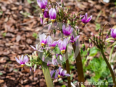 Pink-flowered flowers of Primula meadia, the shooting star or eastern shooting star Dodecatheon meadia flowering in garden with Stock Photo