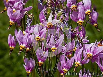 Pink-flowered flowers of Primula meadia or eastern shooting star (Dodecatheon meadia) flowering in the garden Stock Photo