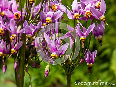 Pink-flowered flowers of Primula meadia, the shooting star or eastern shooting star (Dodecatheon meadia) flowering Stock Photo