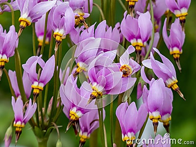 Pink-flowered flowers of Primula meadia or eastern shooting star (Dodecatheon meadia) flowering Stock Photo