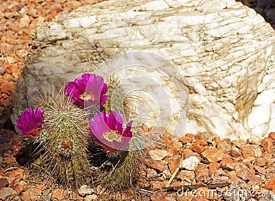 Pink flowered hedgehog cactus Stock Photo