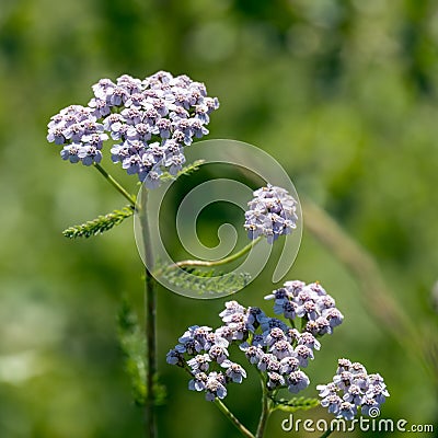 Pink flowerhead of a Common Yarrow blooming in the Dolomites Stock Photo