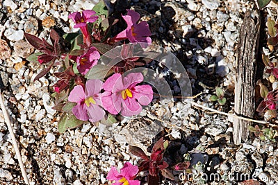 Diplacus Bigelovii Bloom - Anza Borrego Desert - 030922 Stock Photo