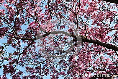 Pink Flowering Branches Reaching Skyward Stock Photo