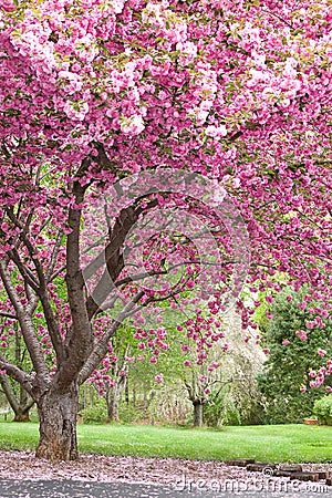 Pink flowering cherry trees Stock Photo