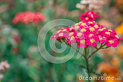 Pink flowering Common Yarrow and hoverflies with a blurred green background Stock Photo