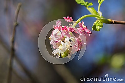 Pink flowering currant Ribes sanguineum glutinosum, California Stock Photo