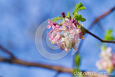 Pink flowering currant Ribes sanguineum glutinosum, California Stock Photo