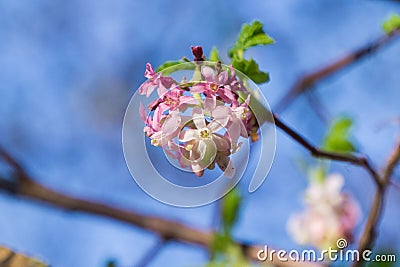 Pink flowering currant Ribes sanguineum glutinosum, California Stock Photo