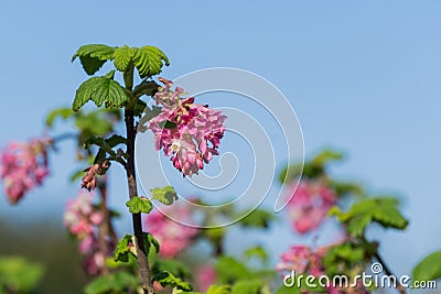 Pink flowering currant Ribes sanguineum glutinosum, California Stock Photo