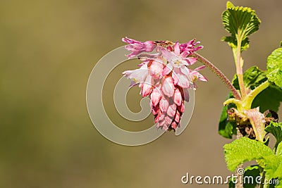 Pink flowering currant Ribes sanguineum glutinosum, California Stock Photo