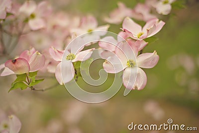 Pink flowering dogwood blossoms Stock Photo