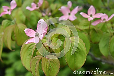 Pink Flowering Dogwood Tree - Cornus Kousa Satomi Stock Photo