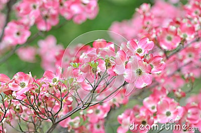 Pink Flowering Dogwood, Tree Detail Stock Photo