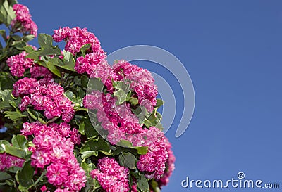 Pink flowering hawthorne in spring Stock Photo