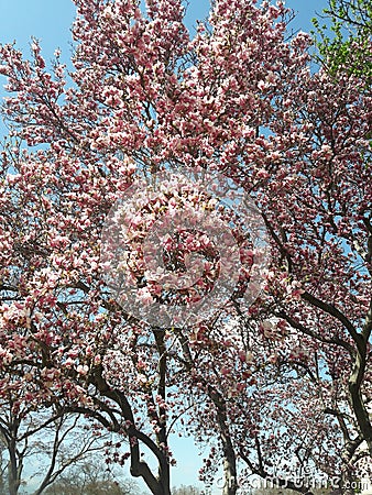Pink flowering magnolia tree in early spring Stock Photo
