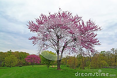 Pink Flowering Redbud Tree Stock Photo