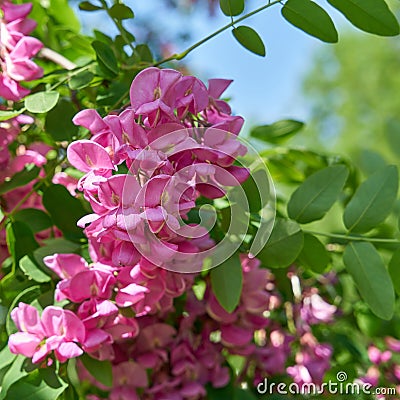 Pink flowering robinia Robinia margaretta Casque Rouge in a public park in springtime Stock Photo