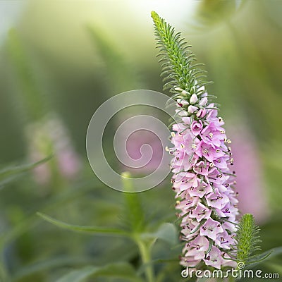Spiked Speedwell Veronica spicata Stock Photo