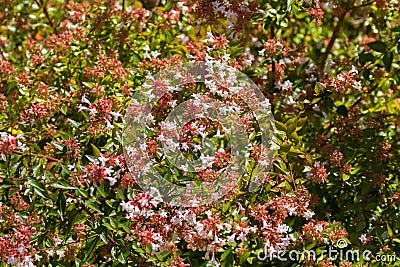 Pink flowers of Abelia x grandiflora blossoming during summer Stock Photo