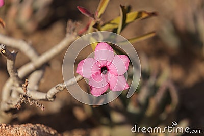 Pink flowers on Adenium obesum swazicum Stock Photo
