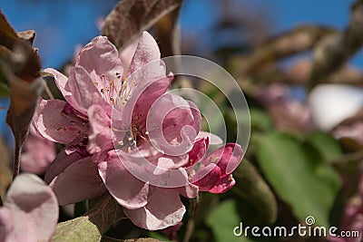 Pink flowers of apple Stock Photo