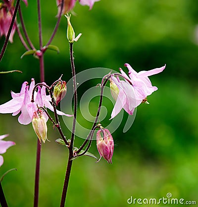 Pink flowers - Aquilegia Stock Photo