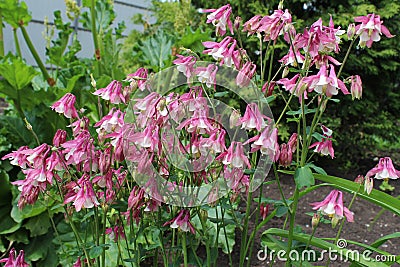 Pink flowers. Aquilegia, columbine flowers with pink, Stock Photo