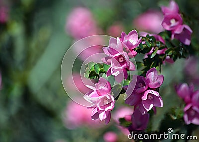 Australian Native Rose, Boronia serrulata pink flowers Stock Photo