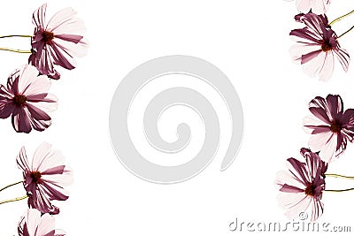 Pink flowers backgrounds Stock Photo