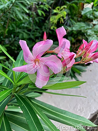 Pink Flowers Stock Photo