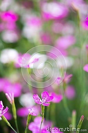 Pink flowers Stock Photo