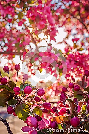 Pink Flowers Blooming In The Spring Stock Photo