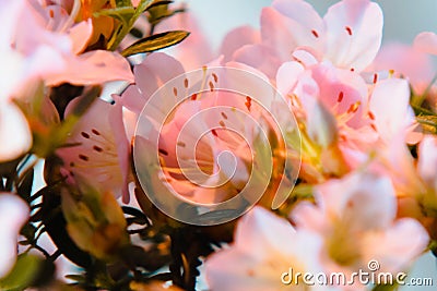 Pink flowers blooming on a tiny bonsai tree Stock Photo