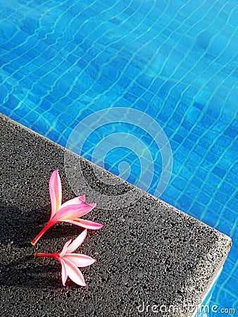 Pink flowers by blue pool, tropical resort hotel Stock Photo