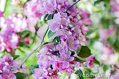 Pink flowers on branches of apple tree Stock Photo
