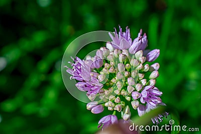 Pink flowers bud in spring Garden Stock Photo