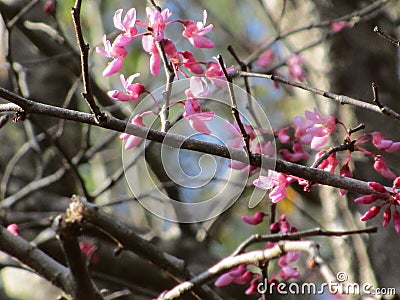 Pink flowers Stock Photo