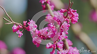 Pink Flowers Of Cercis Siliquastrum. Branches Cercis Siliquastrum Or Juda Tree With Lush Pink Flowers. Close up. Stock Photo