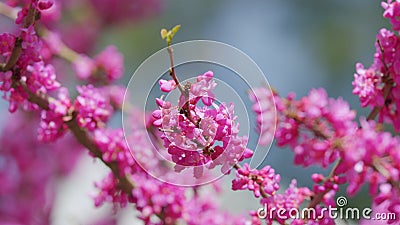 Pink Flowers Of Cercis Siliquastrum. Branches Cercis Siliquastrum Or Juda Tree With Lush Pink Flowers. Close up. Stock Photo